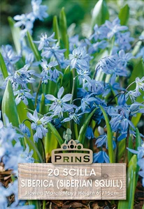 Scilla siberica