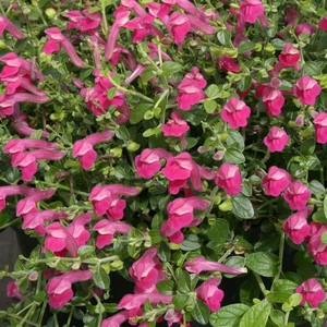 Picture - Kernock Park Plants