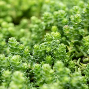 Sedum 'Acre' 1L - image 1