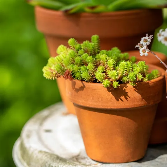 Sedum 'Acre' 1L - image 2
