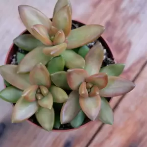 Sedum adolphii - image 2