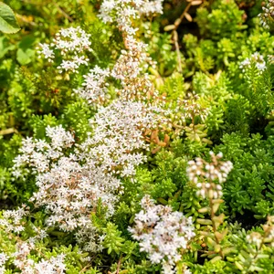 Sedum album - image 1
