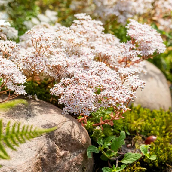 Sedum album - image 2