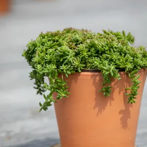 Sedum album 'Coral Carpet'