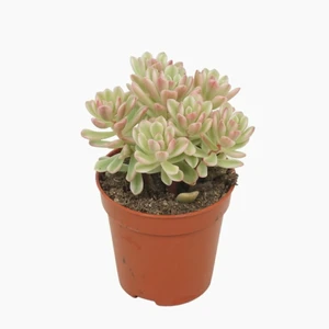 Sedum 'Alice Evans Variegata'