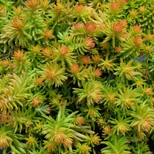 Sedum 'Angelina' 11cm - image 2