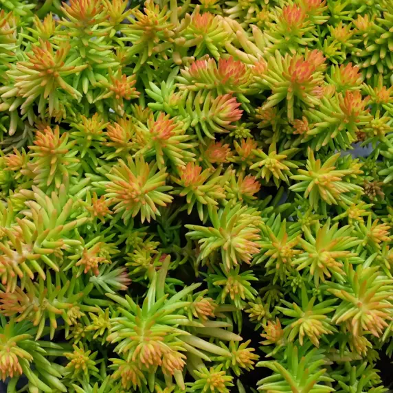 Sedum rupestre 'Angelina' 9cm - image 1