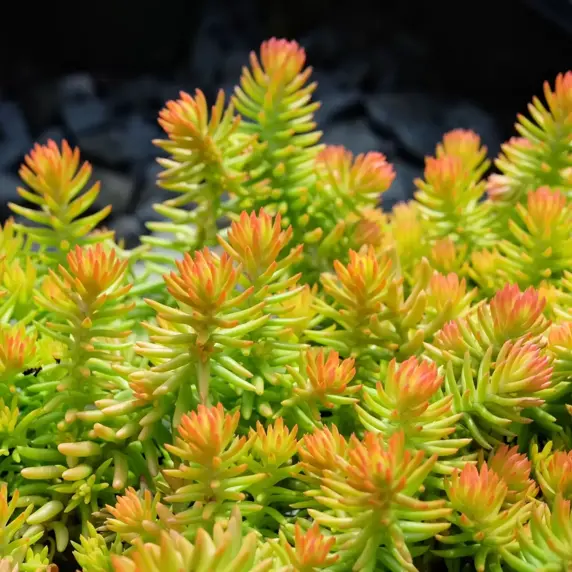 Sedum rupestre 'Angelina' 9cm - image 2