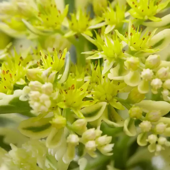 Sedum takesimense 'Atlantis' 3L - image 2