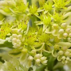 Sedum takesimense 'Atlantis' 1L - image 2