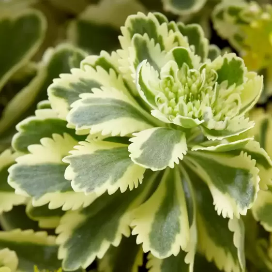 Sedum takesimense 'Atlantis' 1L - image 3