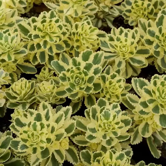 Sedum takesimense 'Atlantis' 1L - image 5