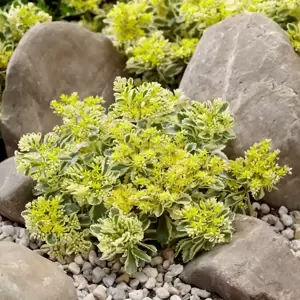 Sedum takesimense 'Atlantis' 3L - image 6