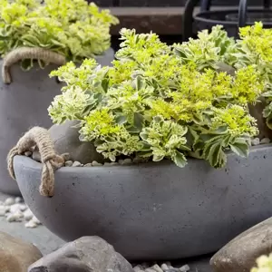 Sedum takesimense 'Atlantis' 3L - image 7