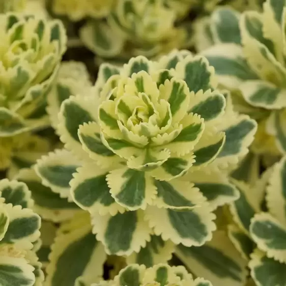 Sedum takesimense 'Atlantis' 3L - image 1