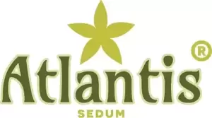 Sedum takesimense 'Atlantis' 1L - image 8