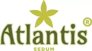 Sedum takesimense 'Atlantis' 9cm - image 8