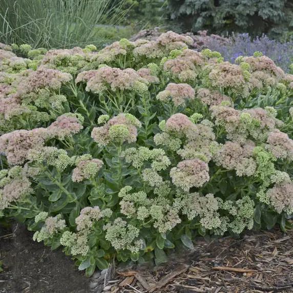 Image Credit: Walter's Gardens Inc