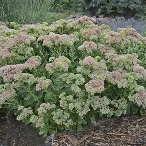 Image Credit: Walter's Gardens Inc