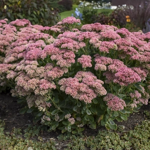 Sedum 'Autumn Joy' 2L