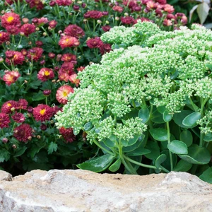 Sedum 'Autumn Joy' 3L - image 5