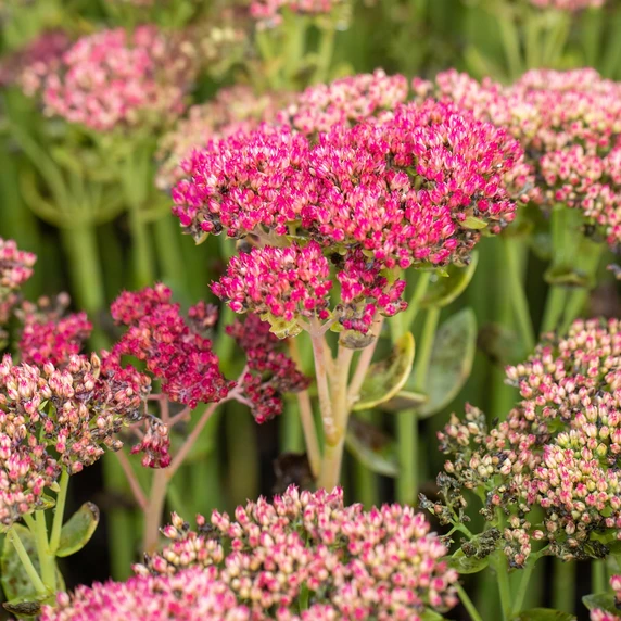 Sedum 'Autumn Joy' 3L - image 3