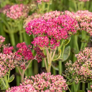 Sedum 'Autumn Joy' 3L - image 3