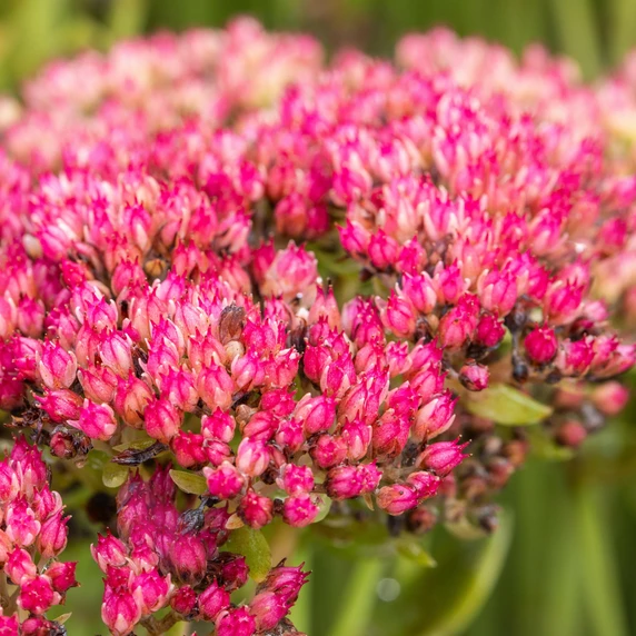 Sedum 'Autumn Joy' 3L - image 2