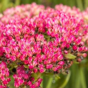 Sedum 'Autumn Joy' 3L - image 2