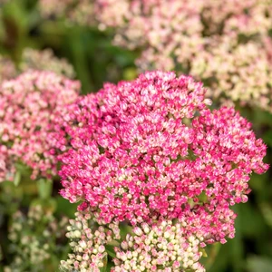 Sedum 'Autumn Joy' 3L - image 4