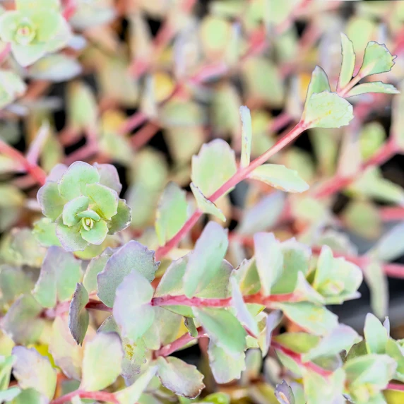 Sedum cauticola 'Bertram Anderson' - image 1