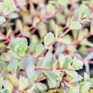 Sedum cauticola 'Bertram Anderson' - image 1