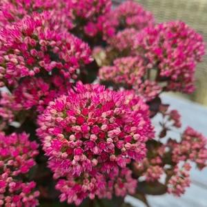 Sedum telephium 'Bloody Mary'