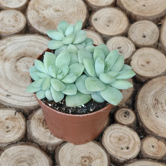 Sedum 'Blue Brazil'