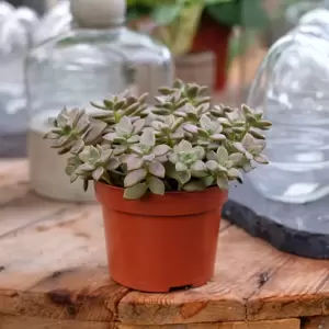 Sedum 'Bordeauxhart' 12cm