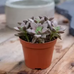 Sedum 'Bordeauxhart' 8.5cm - image 2