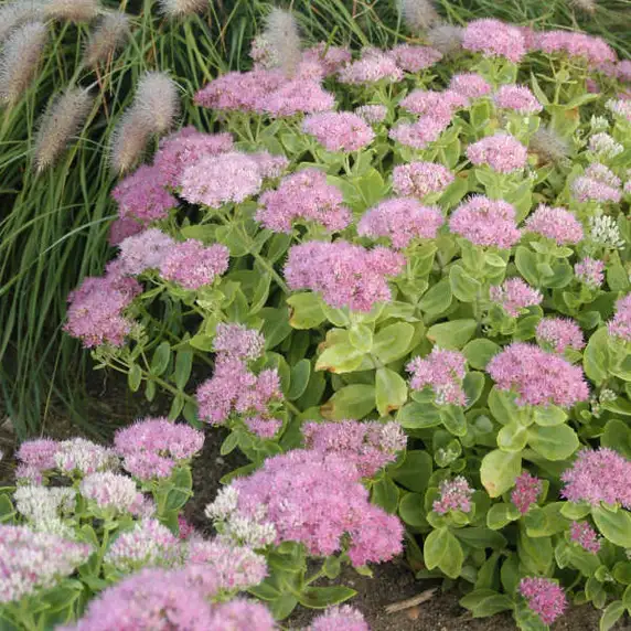 Picture - Walter's Gardens Inc.