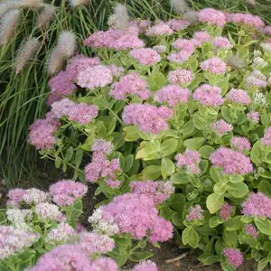 Picture - Walter's Gardens Inc.