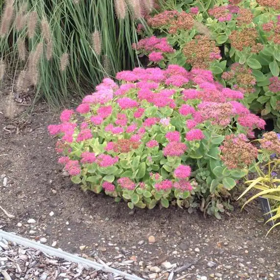 Picture - Walter's Gardens Inc.