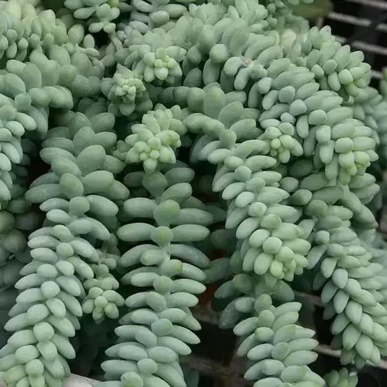 Sedum morganianum 'Burrito' 14cm