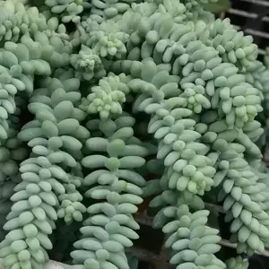 Sedum morganianum 'Burrito' 14cm