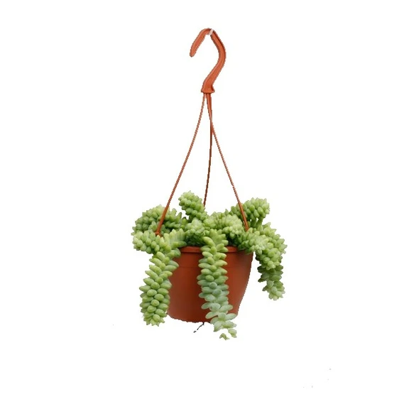 Sedum morganianum 'Burrito' 12cm Hanging Pot - image 2