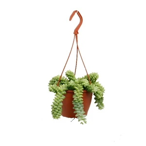 Sedum morganianum 'Burrito' 12cm Hanging Pot - image 2