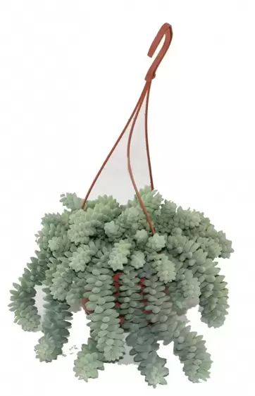 Sedum morganianum 'Burrito' 15cm Hanging Pot - image 2