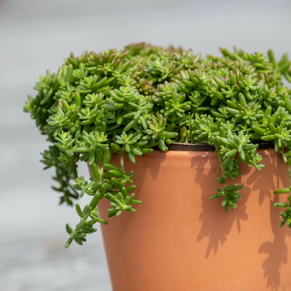 Sedum album 'Coral Carpet' 1L