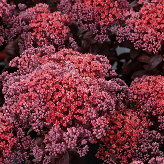 Picture Credit - TERRA NOVA® Nurseries, Inc.