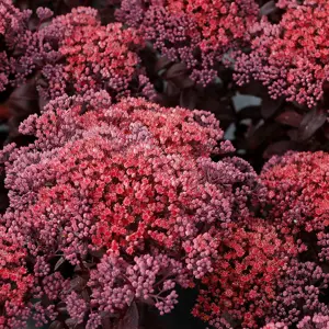 Picture Credit -  TERRA NOVA® Nurseries, Inc.