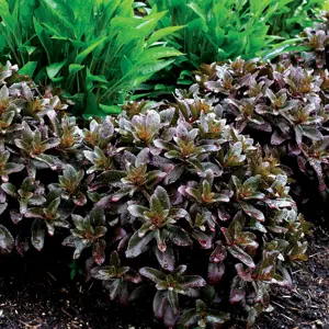 Picture Credit - TERRA NOVA® Nurseries, Inc.