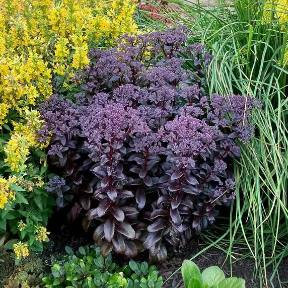 Picture Credit - TERRA NOVA® Nurseries, Inc.