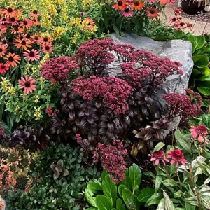 Picture Credit - TERRA NOVA® Nurseries, Inc.